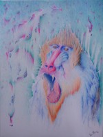 Colored Pencil Drawing - Mandrill Frenzy (prints)
